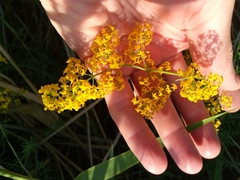 Galium verum