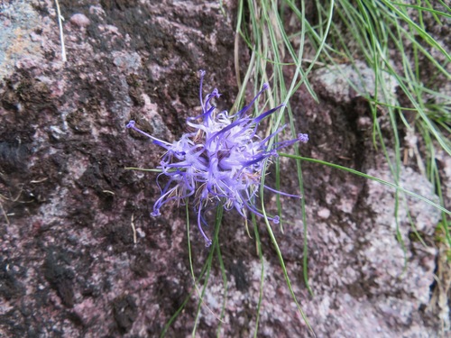Image of Phyteuma hedraianthifolium by (c) Marco Mussita, some rights reserved (CC BY)