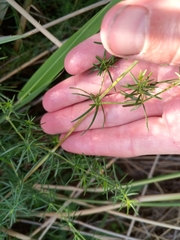 Galium verum