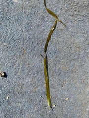 Vallisneria spiralis