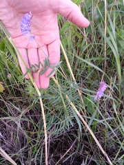 Vicia cracca