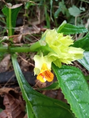 Chrysothemis friedrichsthaliana