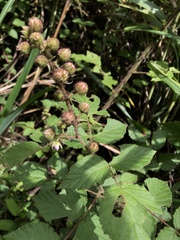 Rubus parviaraliifolius