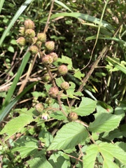Rubus parviaraliifolius