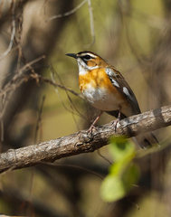 Cercotrichas quadrivirgata