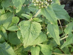 Fleischmannia prasiifolia