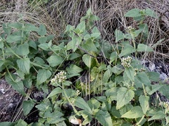 Fleischmannia prasiifolia