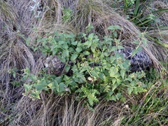 Fleischmannia prasiifolia