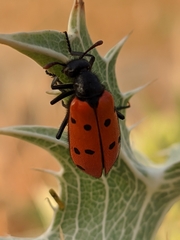Hycleus scutellatus