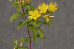 Hypericum hircinum
