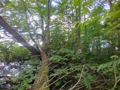 Pterocarya rhoifolia