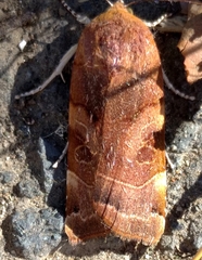 Noctua fimbriata