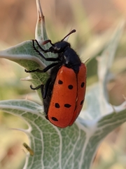 Hycleus scutellatus