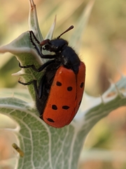 Hycleus scutellatus
