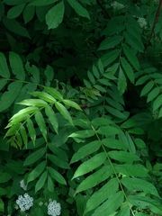 Pterocarya rhoifolia