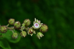 Rubus parviaraliifolius