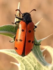 Hycleus scutellatus