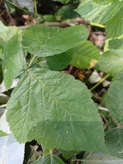 Rubus