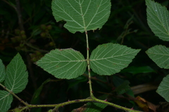 Rubus parviaraliifolius