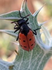 Hycleus scutellatus
