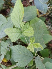 Rubus