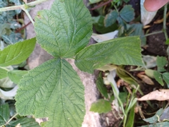 Rubus