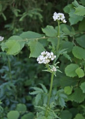 Valeriana excelsa