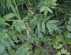 Valeriana excelsa