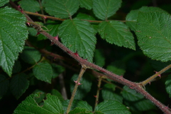 Rubus parviaraliifolius