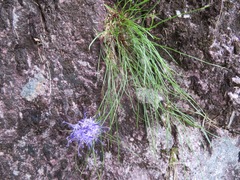 Phyteuma hedraianthifolium