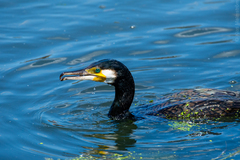 Phalacrocorax carbo
