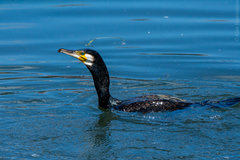 Phalacrocorax carbo