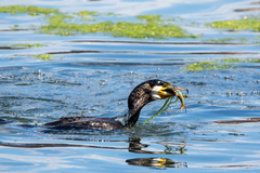Phalacrocorax carbo