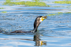 Phalacrocorax carbo