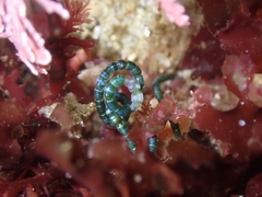 Chaetomorpha spiralis