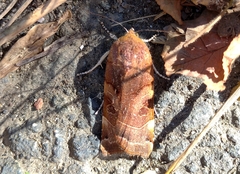 Noctua fimbriata