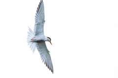 Sterna hirundo