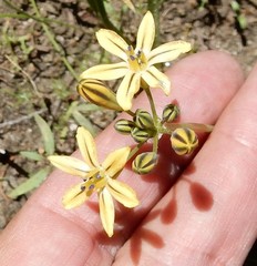 Triteleia ixioides anilina