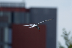 Sterna hirundo