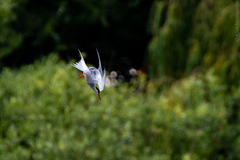 Sterna hirundo