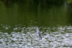 Sterna hirundo