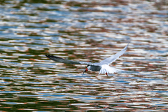 Sterna hirundo
