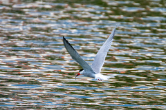 Sterna hirundo