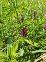 Amorpha nana