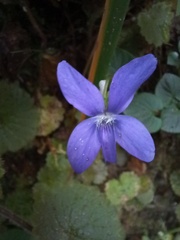 Viola sequeirae