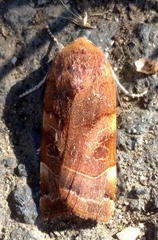 Noctua fimbriata