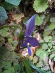 Viola sequeirae