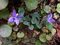 Viola sequeirae