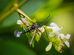 Synanthedon spuleri