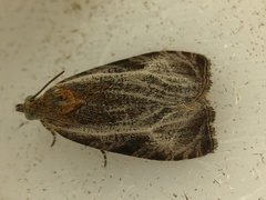 Olethreutes quadrifidum